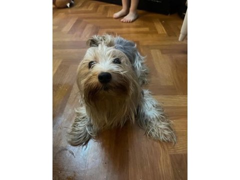 Yorkshire terrier köpeği