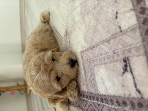 3 aylık erkek maltipoo