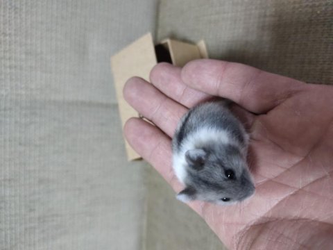 Suriye ve gonzales yavru hamsterler