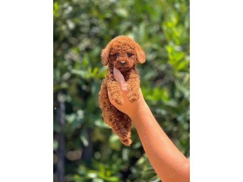 Poodle pati ver sizler için burada