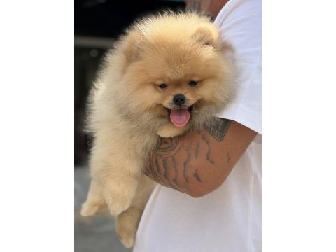 Üst düzey show kalite pomeranian boo