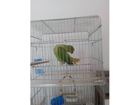 3 aylık el besleme full evcil pakistan çok uysal akıllı
