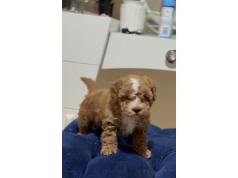 Maltipoo dişi erkek