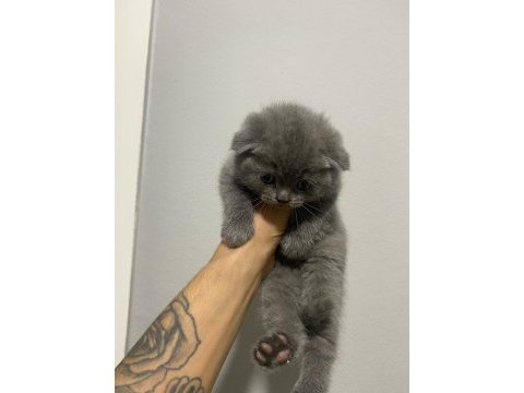 Erkek son kalan scottish fold yavrumuz a kalite