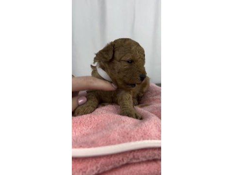 Toy poodle yavru köpeğimiz
