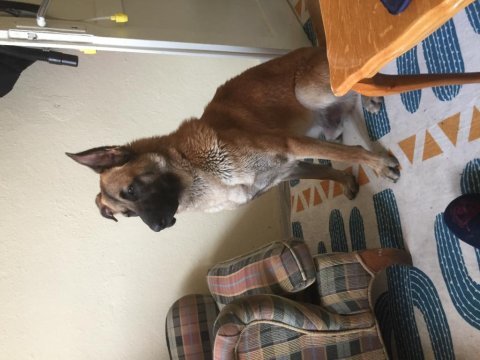 Bekçi köpeği arayanlara