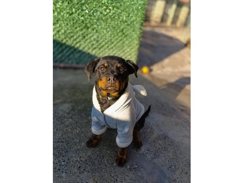 4 aylık dişi rottweiler
