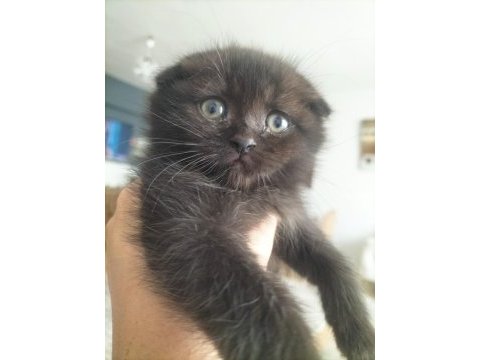 Scottish fold ve british yavru