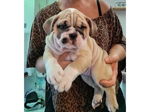 Orijinal ırk ıngılız bulldog yavrularımız