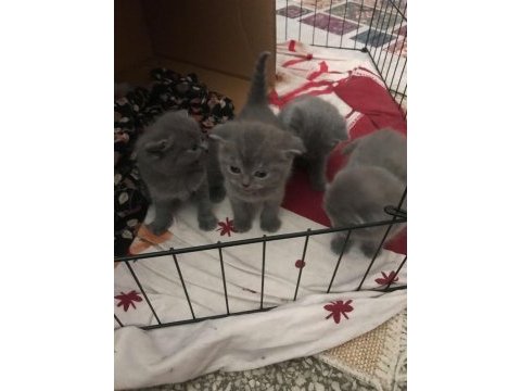 Bebiş kediler ilanda