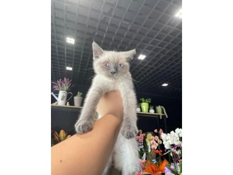 Uygun puanlı erkek blue point british shorthair yavrum