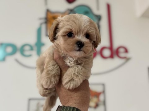 Show kalite tea cup kore maltipoo lar ziyarete açık