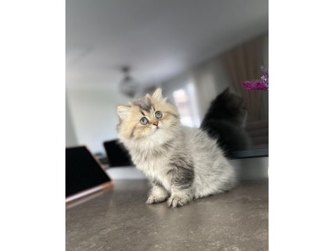 British longhair 2 aylık dişi
