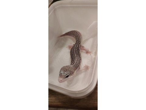 Gecko beyaz ve leopar desenli