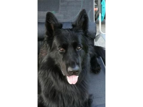Şecereli siyah alman çoban köpeği