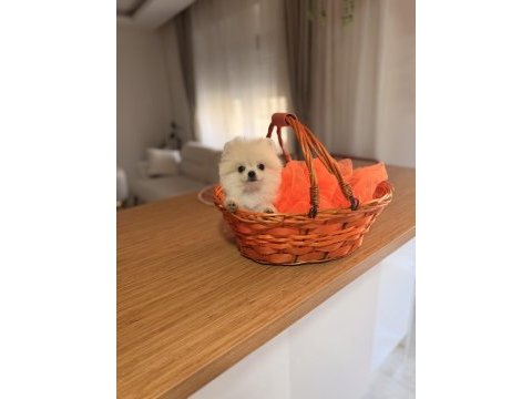 Güzel yavrularımız pomeranian boo