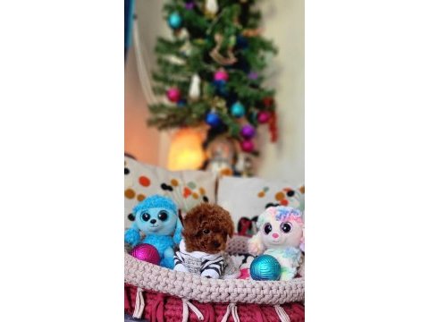 Şecereli mini boy kore toy poodle yavrularımız