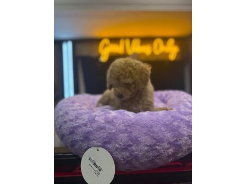 Orj teacup pomeranian bebeklerimiz