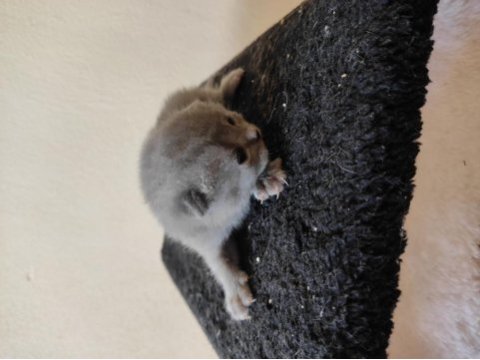 Yavru british shorthair kediler