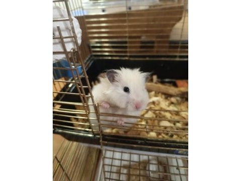 Her renk hamster mevcuttur