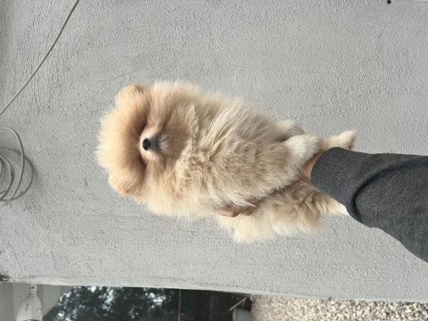 Erkek dişi pomeranian yavrular