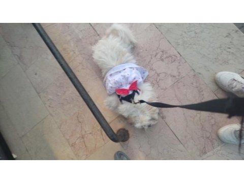 Aşıları tam 4 aylık yavru terrier