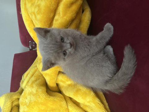 Erkek british shorthair