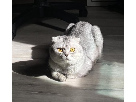 Scottish fold (erkek) – yeni yuvasını arıyor