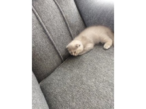 2 aylık yavrularımıza son iki adet dişi aile arıyoruz kedime