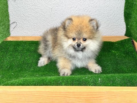 Pomeranian boo bebekleri