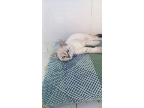 British shorthair kedisi
