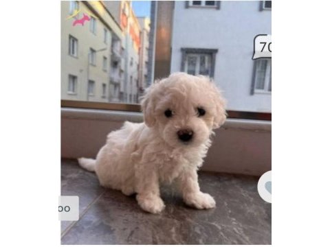 Sevimli yavrum maltipoo