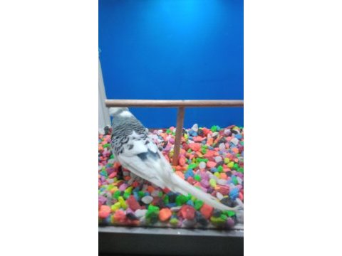 Kaliteli jumbo muhabbet kuşu