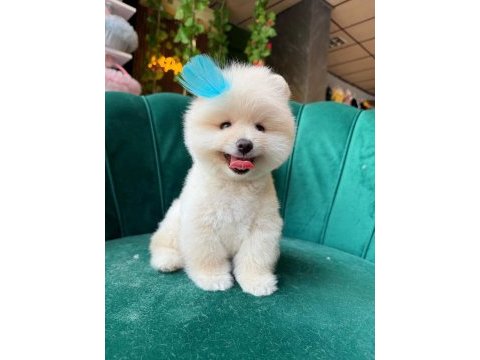 Orjinal güler yüzlü maltipoo köpeğim