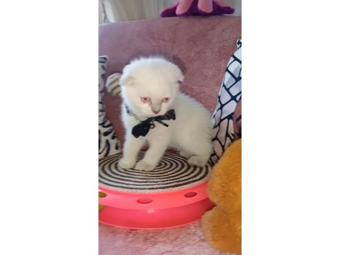 Orjinal oyuncu scottish fold bebekler sizleri bekliyor
