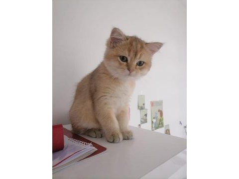 Secereli british shorthair golden yavrular