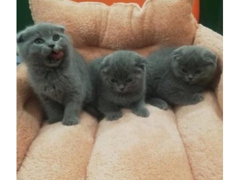 Scottish fold yavrular