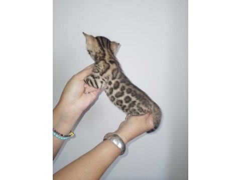 Saf kan yavru bengal kedisi