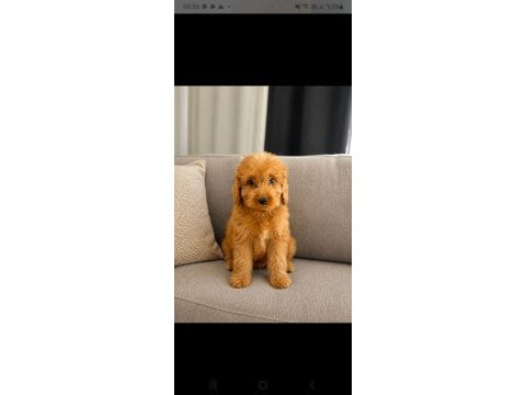 Yakışıklı poodle oğlumuz