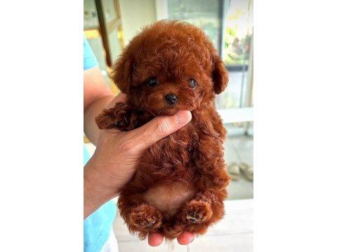 Orijinal kore yavrular türkiyede tek poodle