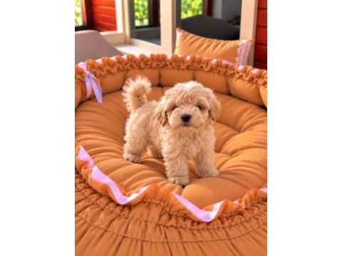 Üst kalite maltipoo 