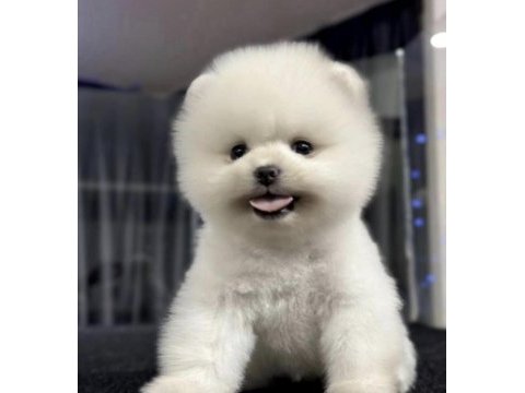 Pomeranian boo yavrusu