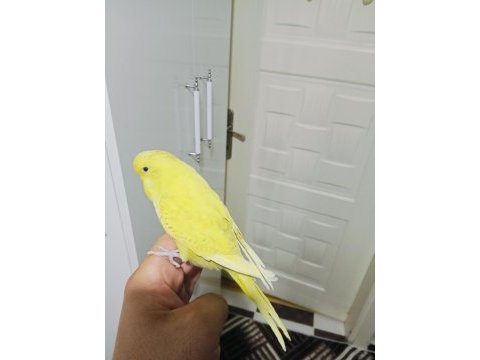 Jumbo yavru muhabbet kuşu