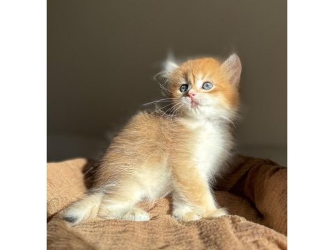 Golden ny12 mükemmel kalite british longhair