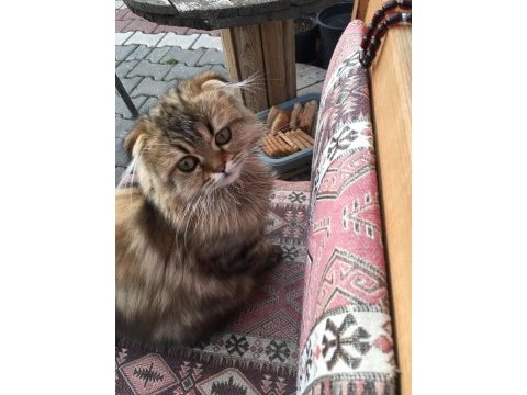 Scottish fold longhair yavrumuz yeni sahibini bekliyor