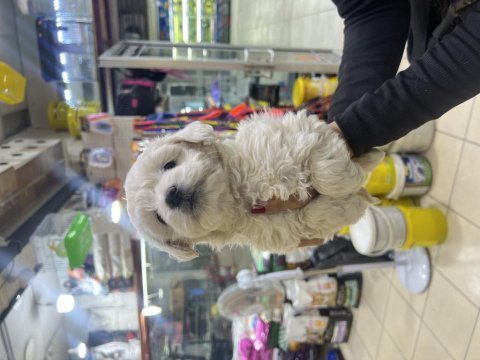 2 aylık günü gelen aşıları yapıldı maltipoo