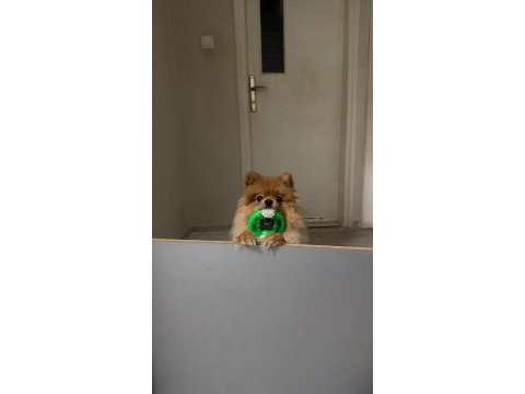 Pomeranian 1 yaşında
