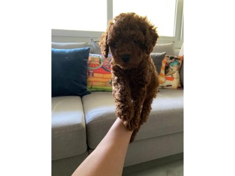 Toy poodle yavrularim orijinal