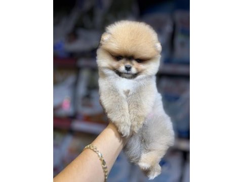 Federasyon kayıtlı pomeranian bebekler