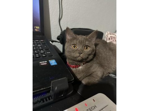 Çok uysal çok akıllı british shorthair
